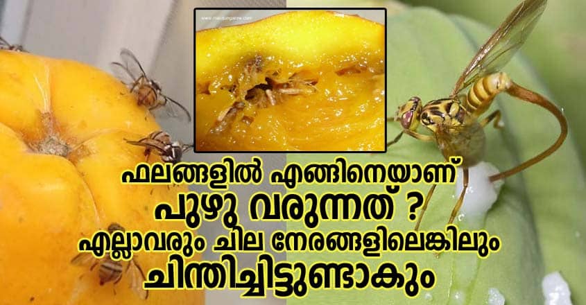 ഫലങ്ങളിൽ എങ്ങിനെയാണ് പുഴു വരുന്നത് ? എല്ലാവരും ചില നേരങ്ങളിലെങ്കിലും ചിന്തിച്ചിട്ടുണ്ടാകും