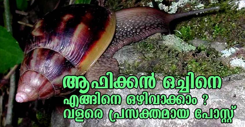 ആഫിക്കൻ ഒച്ചിനെ എങ്ങിനെ ഒഴിവാക്കാം ? വളരെ പ്രസക്തമായ പോസ്റ്റ്