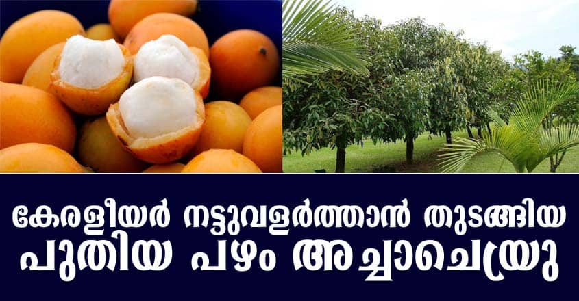 കേരളീയർ നട്ടുവളർത്താൻ തുടങ്ങിയ പുതിയ പഴം അച്ചാചെയ്രു