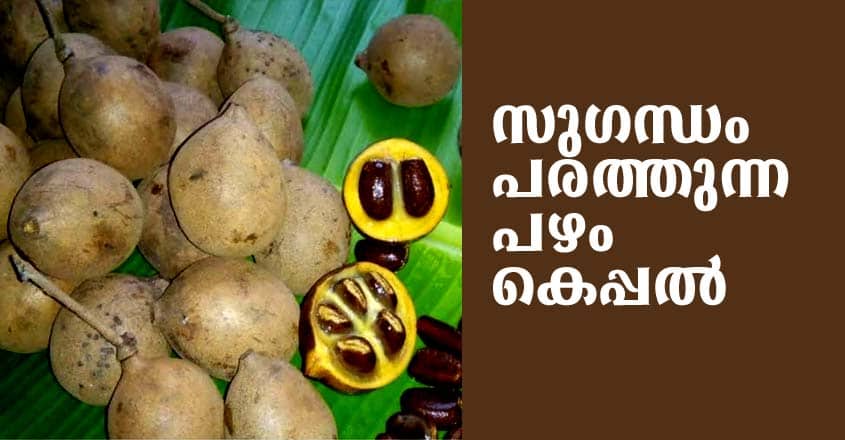 സുഗന്ധം പരത്തുന്ന പഴം - കെപ്പല്