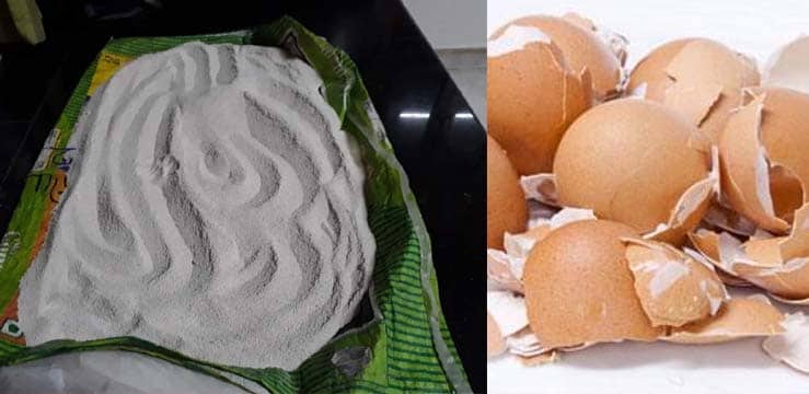 മുട്ടത്തോട് നിങ്ങള് കരുതുന്ന പോലെ നിസ്സാരനല്ല