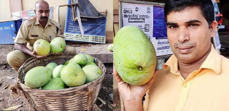 ലോകത്തെവിടെയും ഭൂരിഭാഗം മാമ്പഴങ്ങളുടെയും തറവാട്ടു പേരിൽ ഇന്ത്യയുണ്ട്, ഈ മാങ്ങ മാങ്കിഫെറ ഇൻഡിക്ക