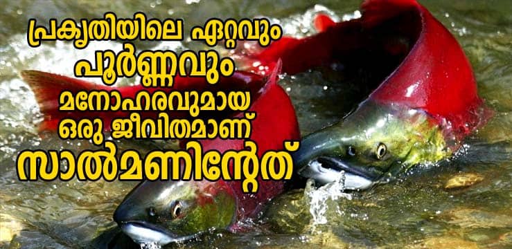 പ്രകൃതിയിലെ ഏറ്റവും പൂർണ്ണവും മനോഹരവുമായ ഒരു ജീവിതമാണ് സാൽമണിൻ്റേത്